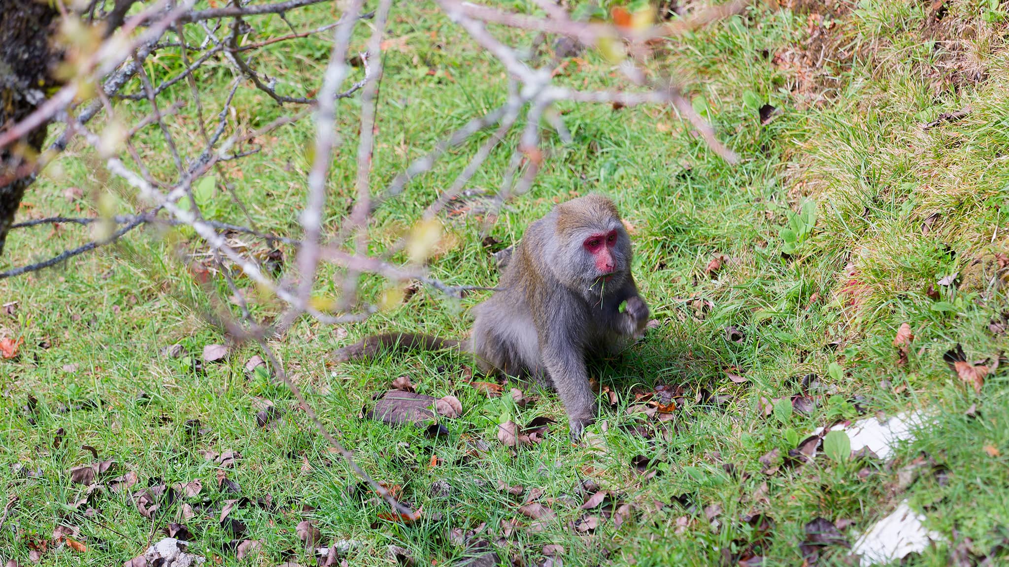 05 - Alishan (32).jpg